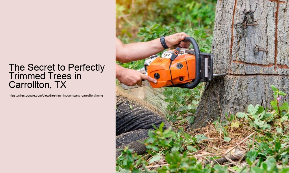 The Secret to Perfectly Trimmed Trees in Carrollton, TX
